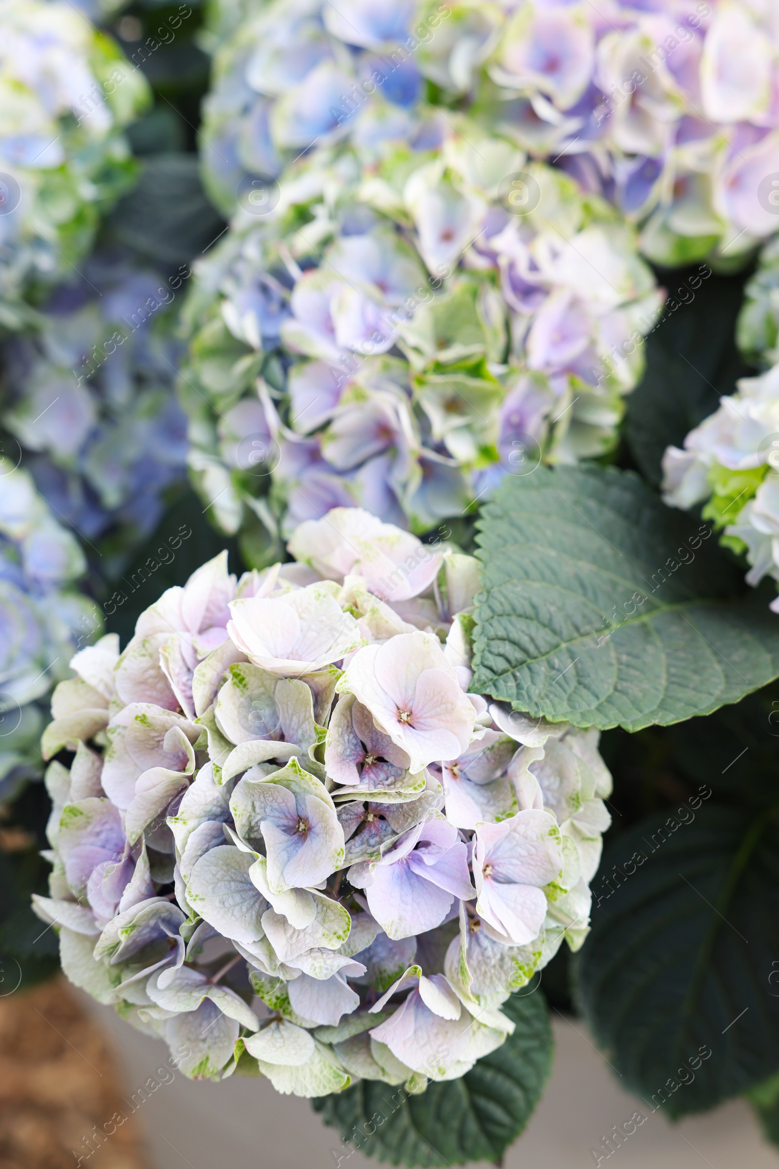 Photo of Beautiful hydrangea plant with lilac flowers as background, closeup