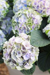 Beautiful hydrangea plant with lilac flowers as background, closeup