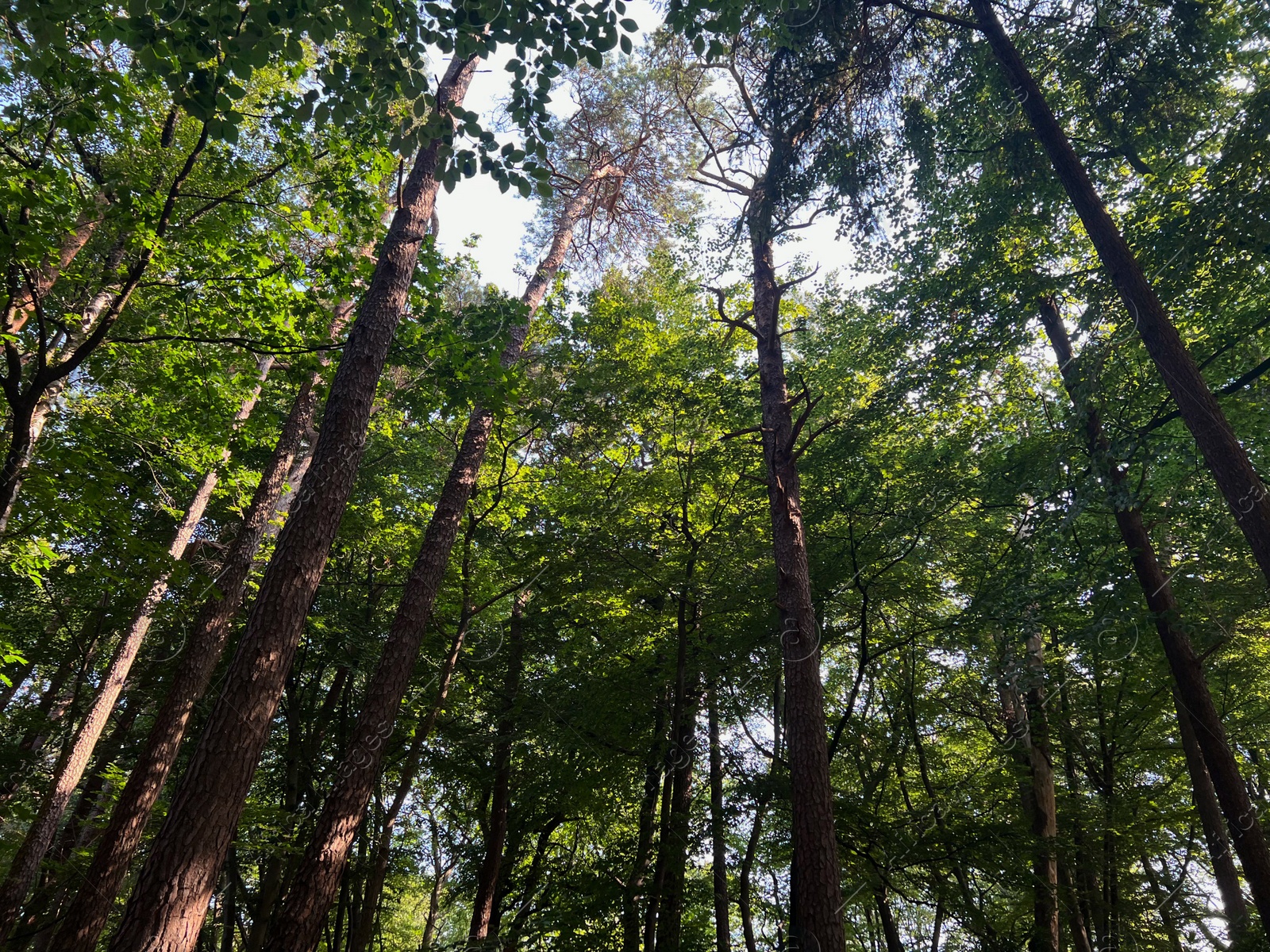 Photo of Beautiful green trees in forest on sunny day, low angle view