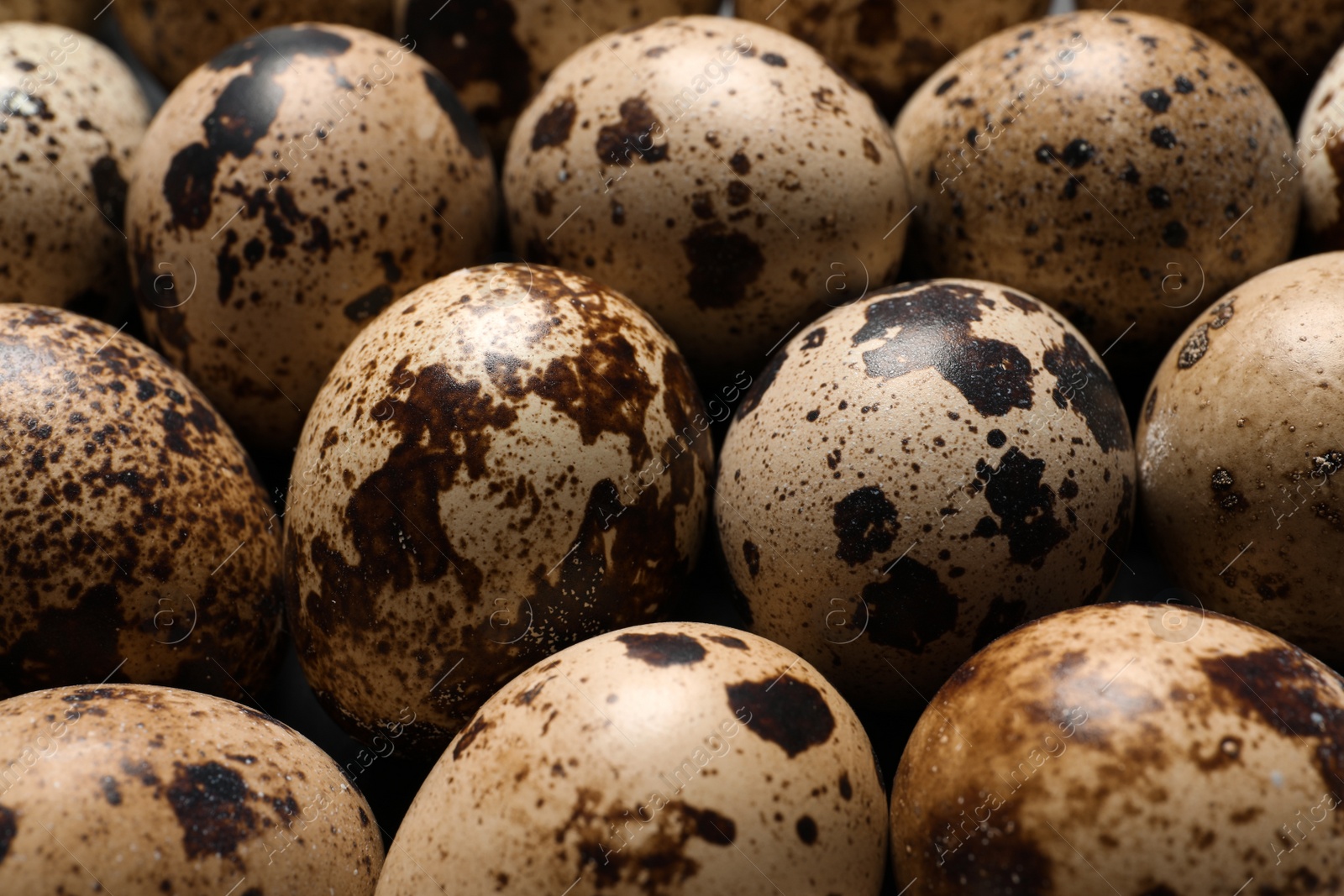 Photo of Many fresh quail eggs as background, closeup