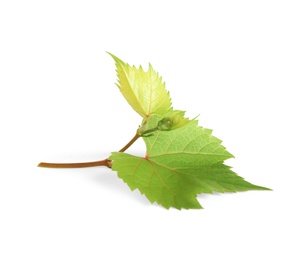 Fresh green leaves isolated on white. Grape plant