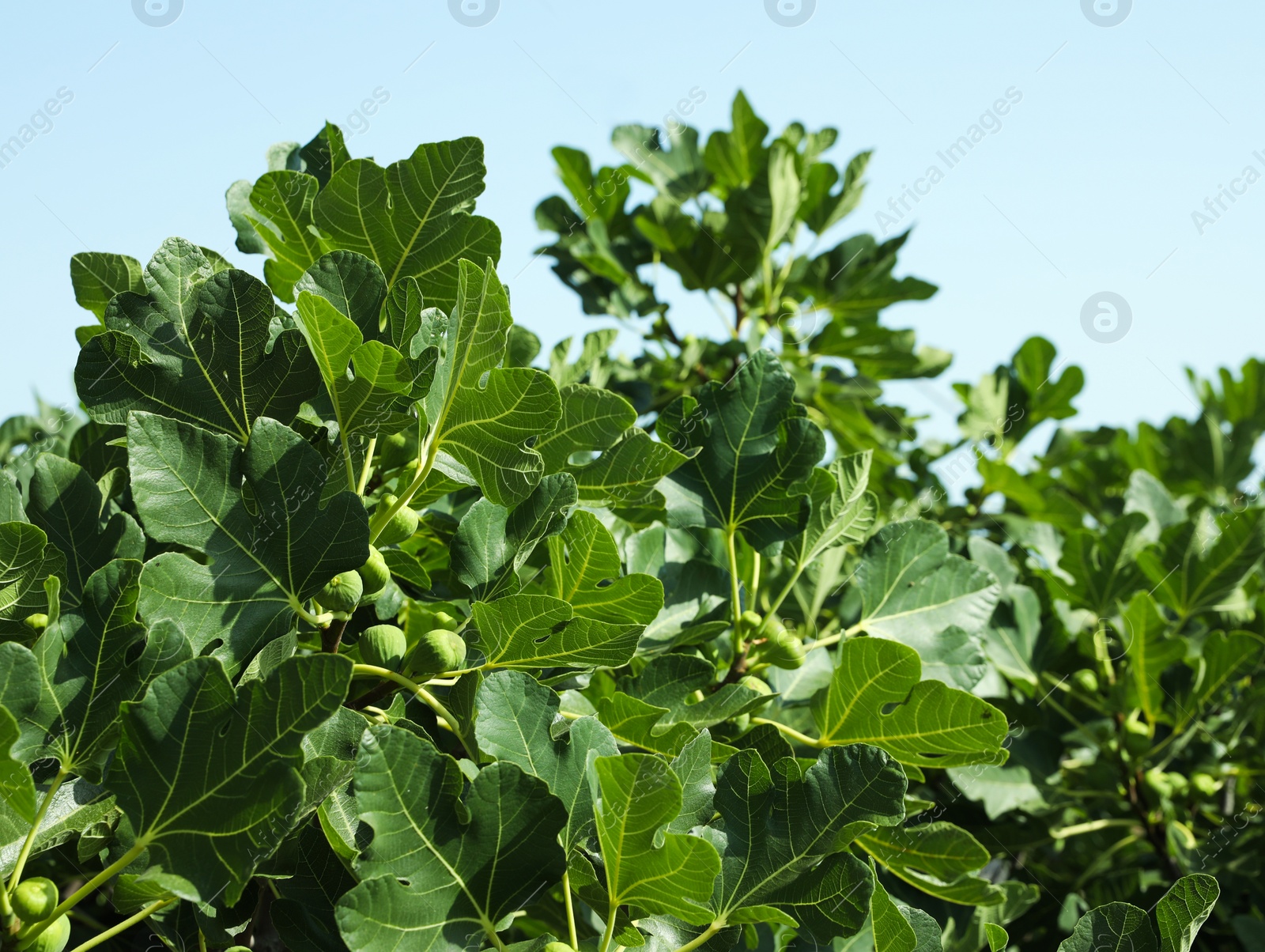 Photo of Unripe figs growing on tree in garden