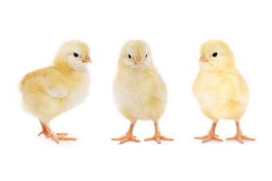 Image of Collage with small cute baby chicken isolated on white