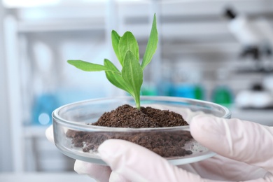 Photo of Scientist holding Petri dish with green plant in laboratory, closeup. Biological chemistry