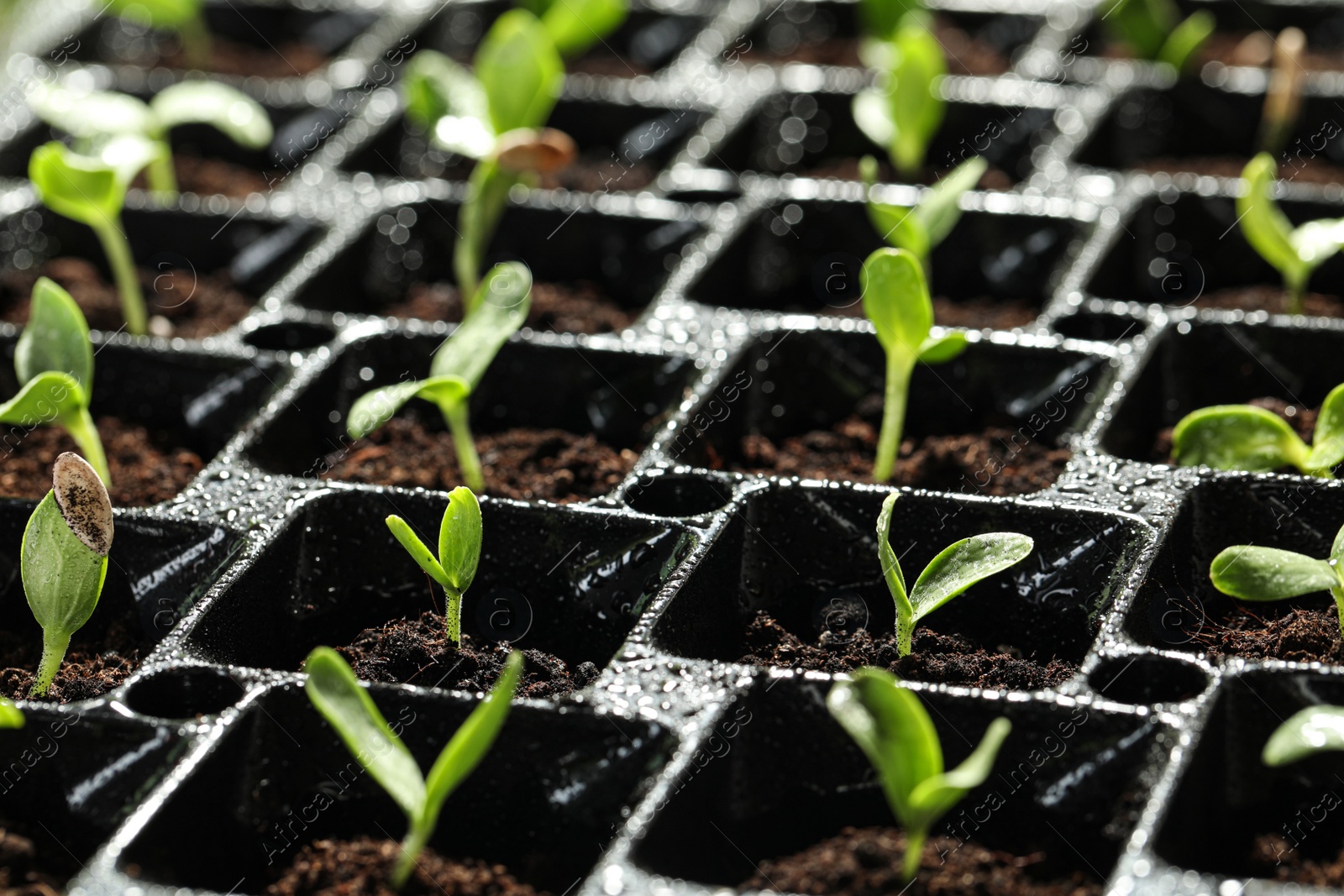 Photo of Seedling tray with young vegetable sprouts, closeup