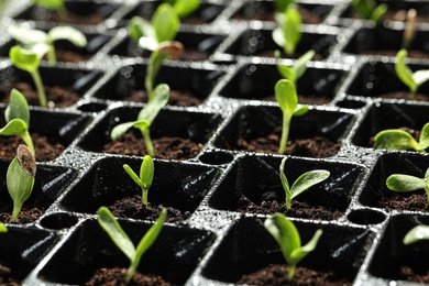 Photo of Seedling tray with young vegetable sprouts, closeup