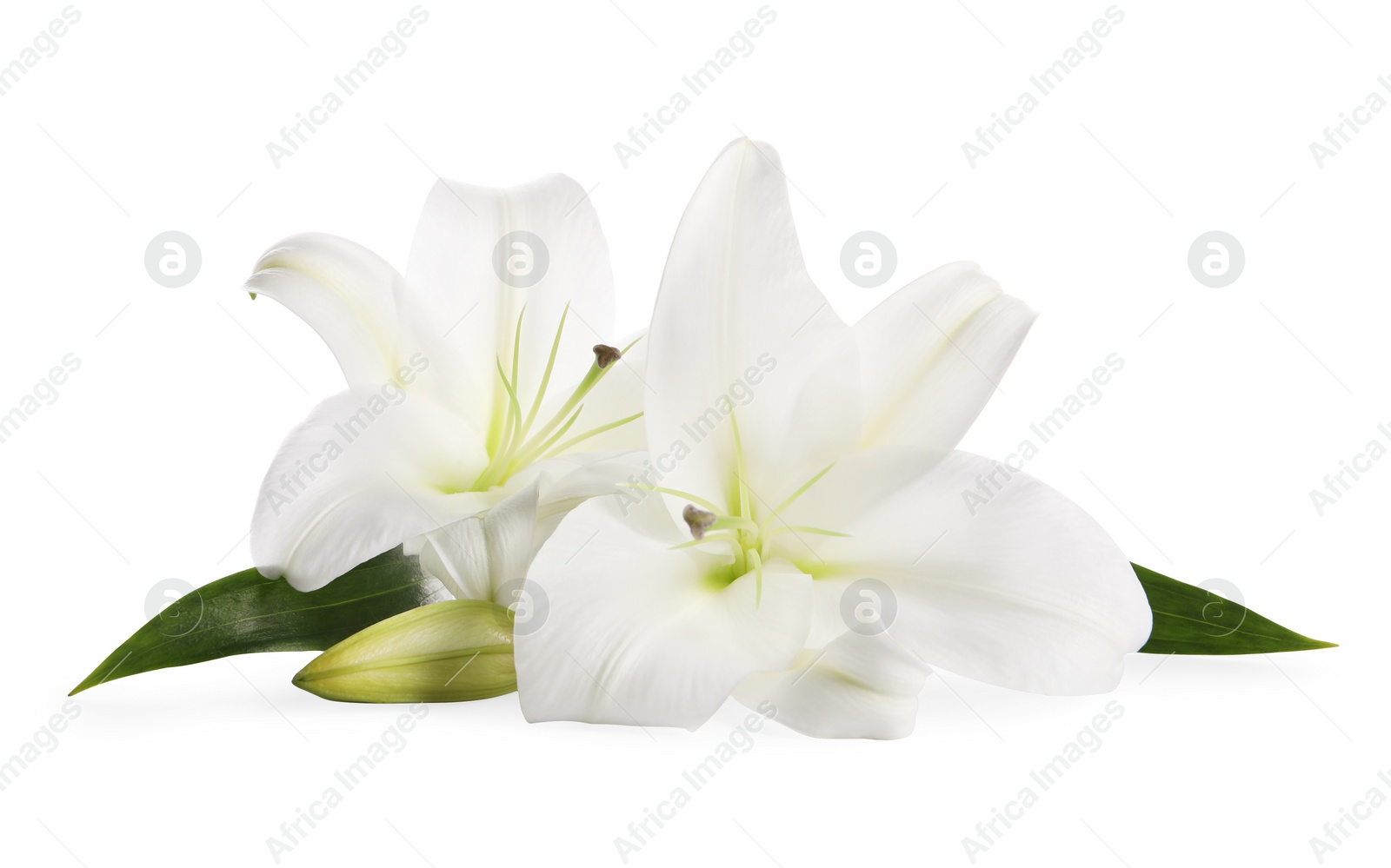 Photo of Beautiful fresh lily flowers isolated on white