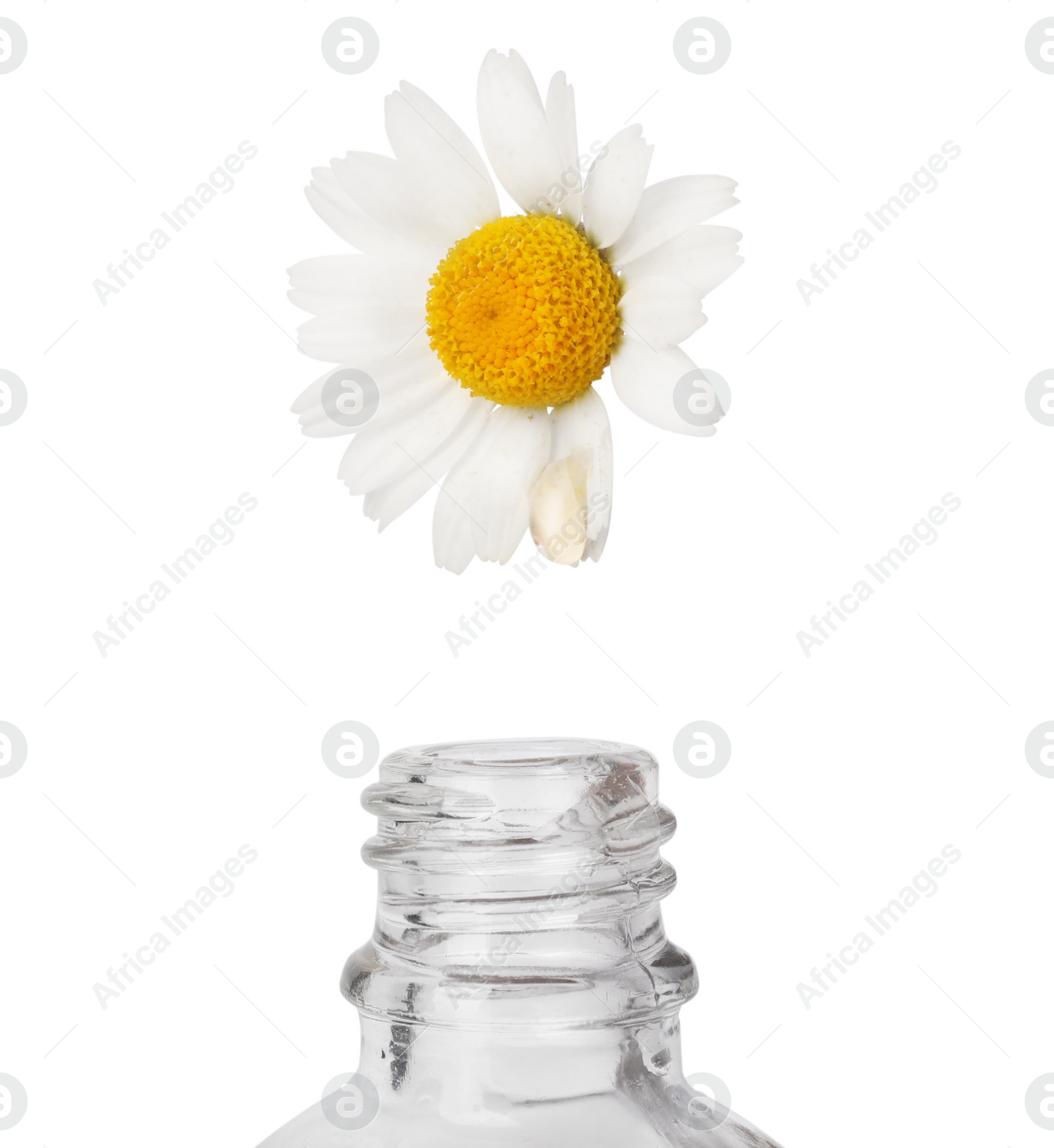Photo of Essential oil dripping from chamomile petal into glass bottle on white background