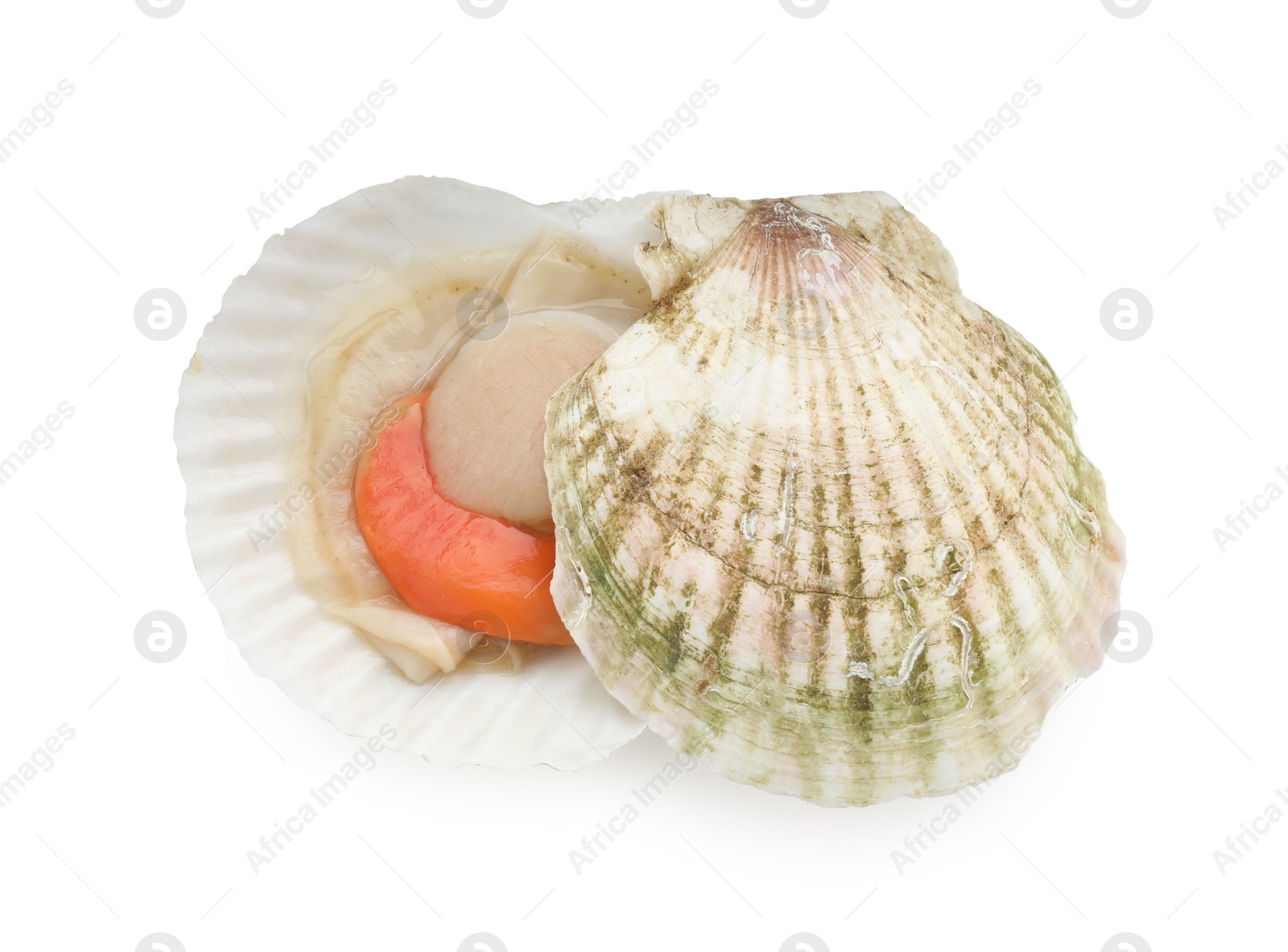 Photo of Fresh raw scallop with shell isolated on white, top view