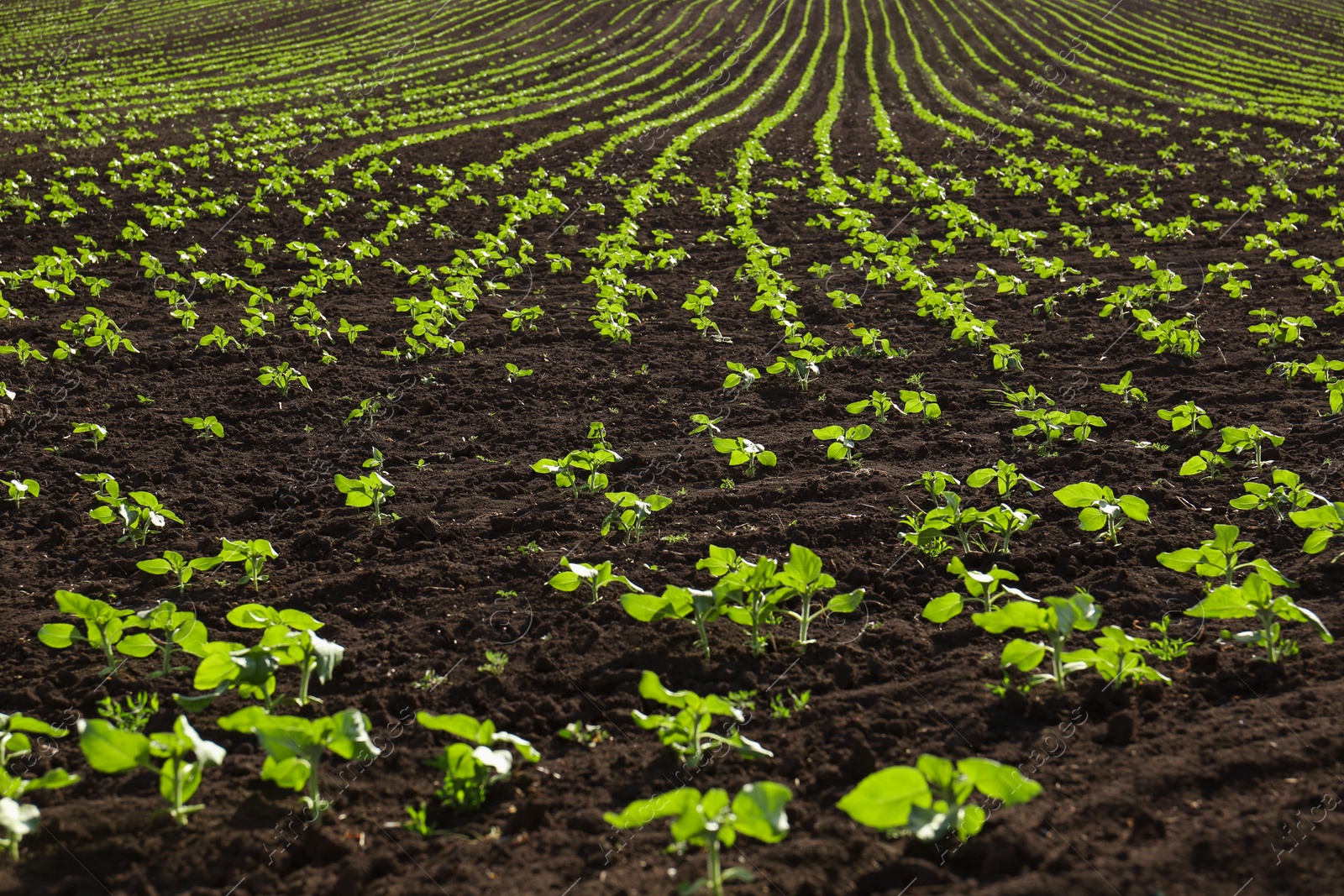 Photo of Agricultural field with sunflower seedlings on sunny day