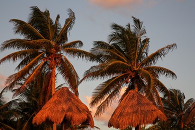 Photo of Picturesque view of tropical palms and straw umbrellas at beautiful sunset
