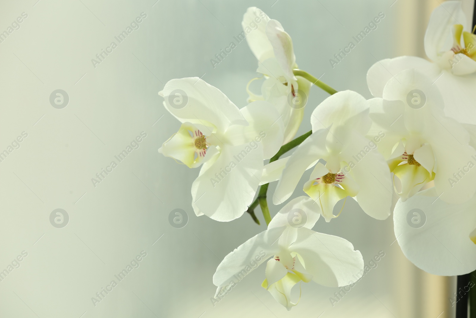 Photo of Branch with beautiful orchid flowers near window, closeup. Space for text