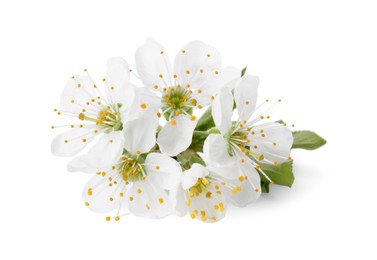 Beautiful spring blossoms with leaves isolated on white