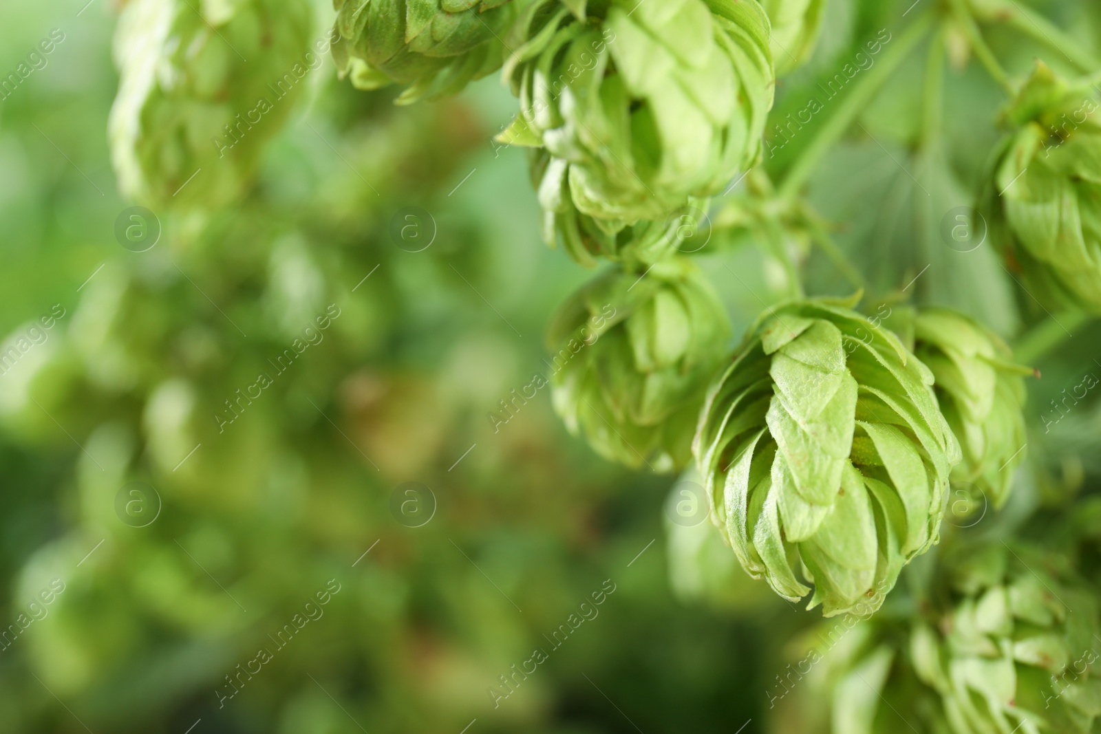 Photo of Bine with fresh green hops and space for text on blurred background. Beer production