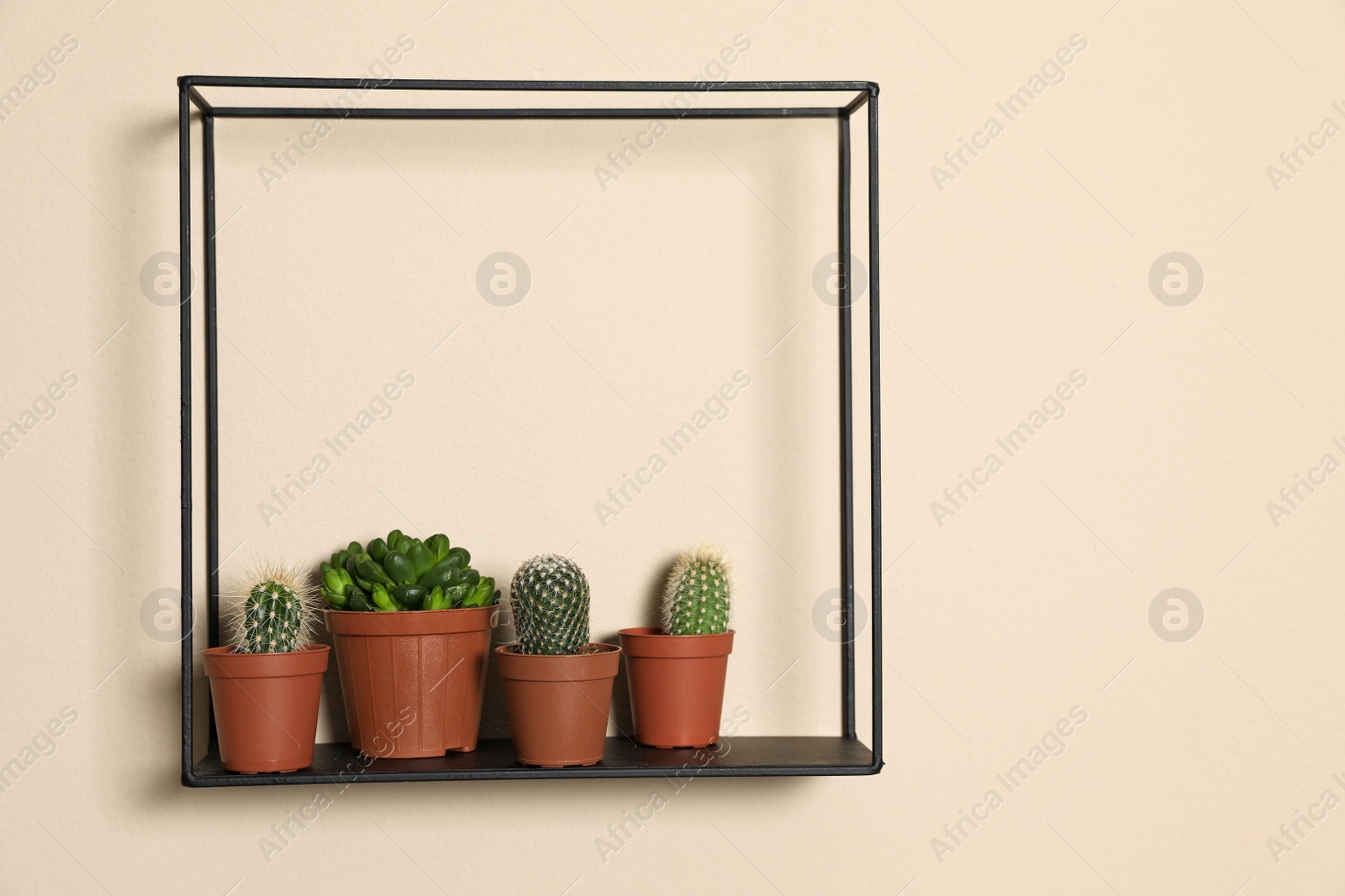 Photo of Shelf with potted plants on beige wall, space for text. Trendy home interior decor