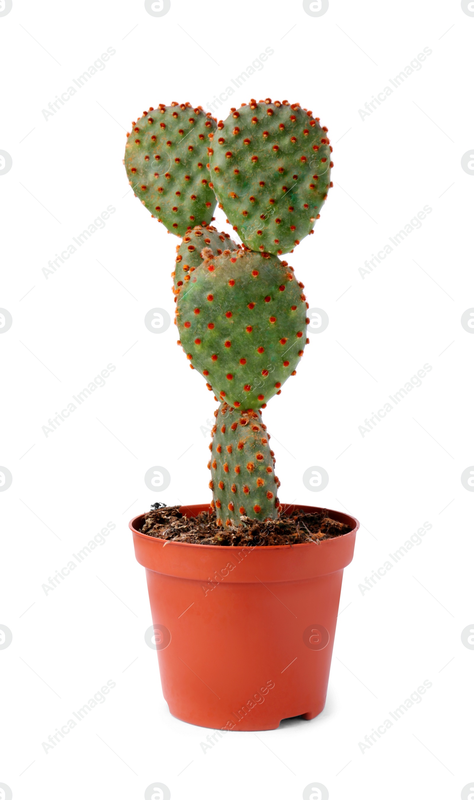 Photo of Beautiful green Opuntia cactus in pot on white background