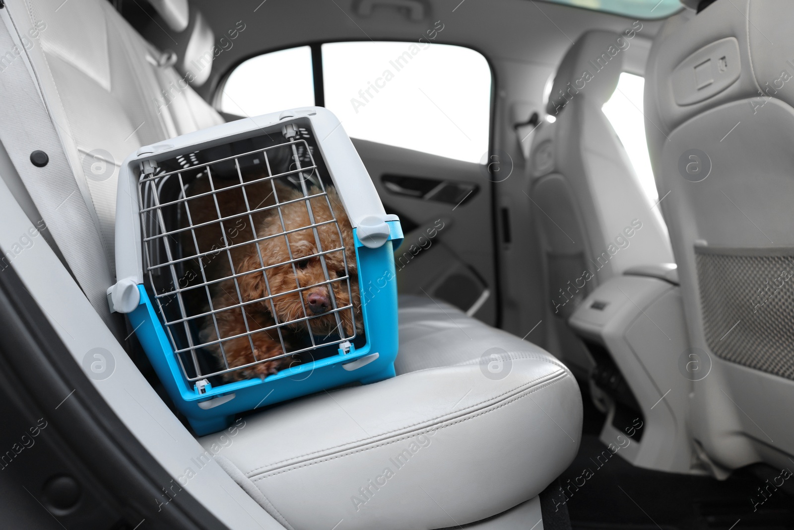 Photo of Cute dog in pet carrier travelling by car. Space for text