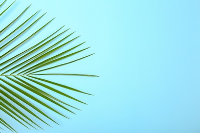 Photo of Fresh tropical date palm leaf on color background, top view