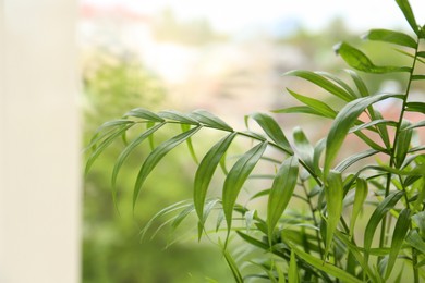 Beautiful green houseplant near window indoors, closeup