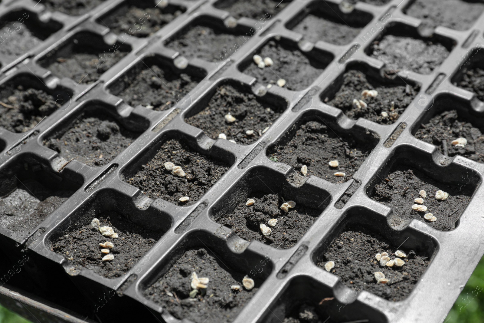 Photo of Plastic seed box with soil and grains, closeup