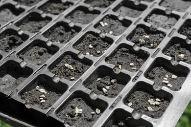 Plastic seed box with soil and grains, closeup