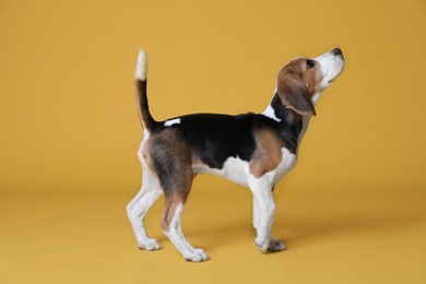 Photo of Cute Beagle puppy on yellow background. Adorable pet