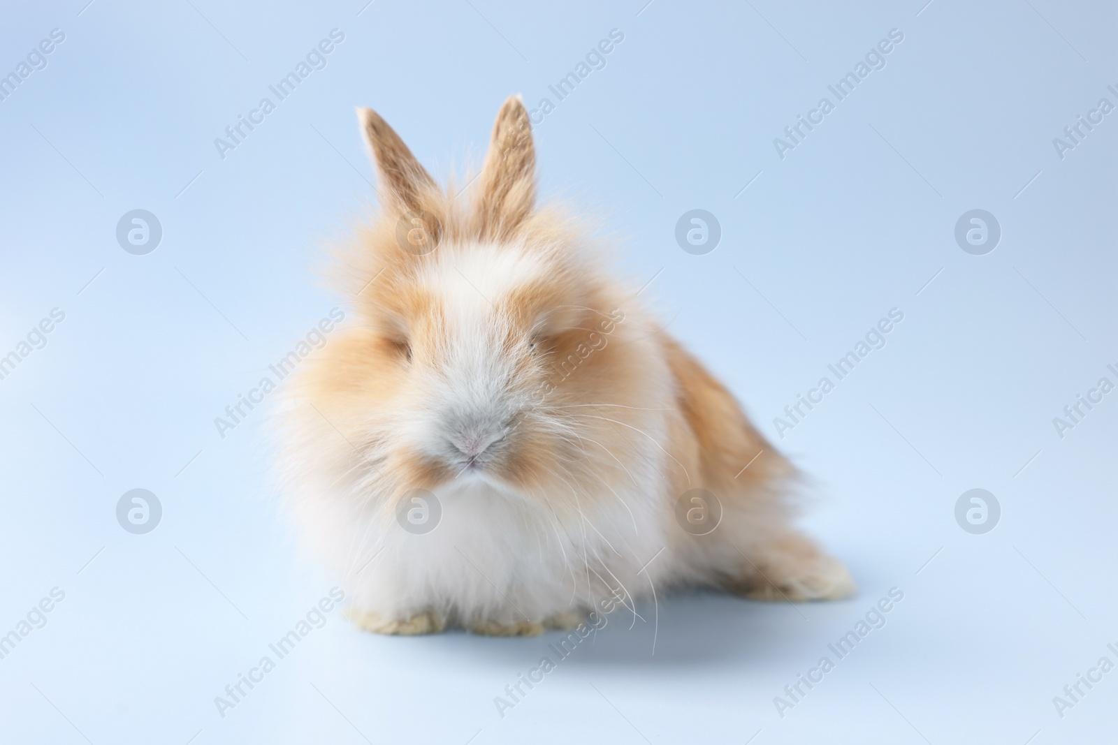 Photo of Cute little rabbit on light blue background