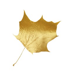 One golden maple leaf isolated on white. Autumn season