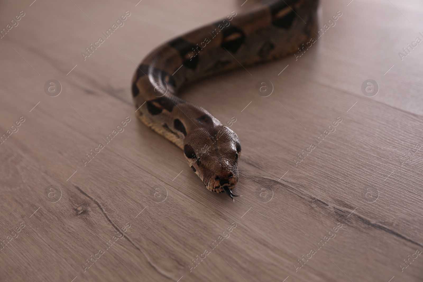 Photo of Brown boa constrictor crawling on floor in room