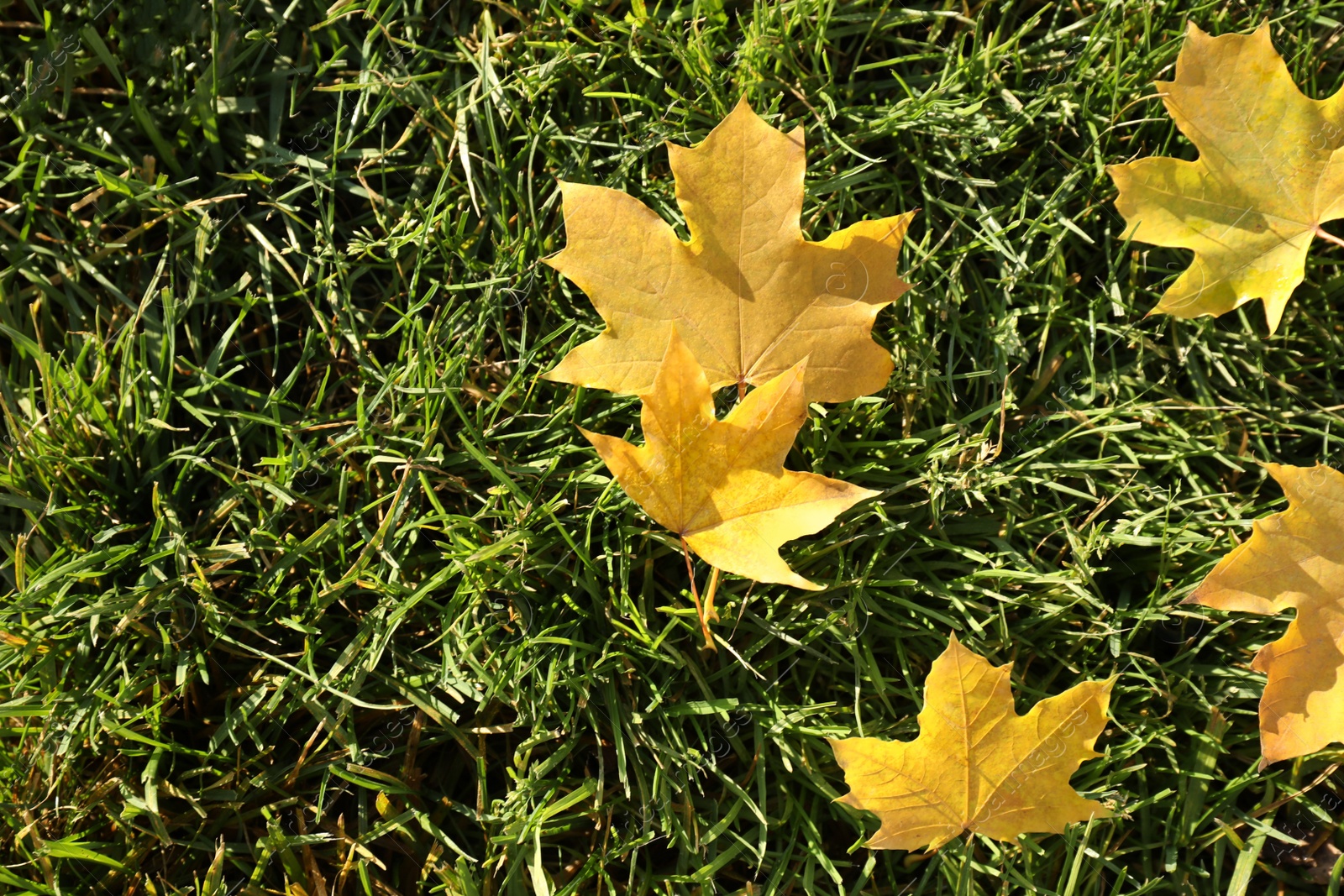 Photo of Yellow maple leaves on green lawn grass, flat lay