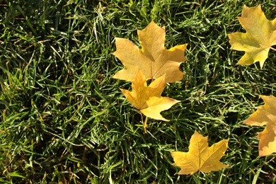 Photo of Yellow maple leaves on green lawn grass, flat lay