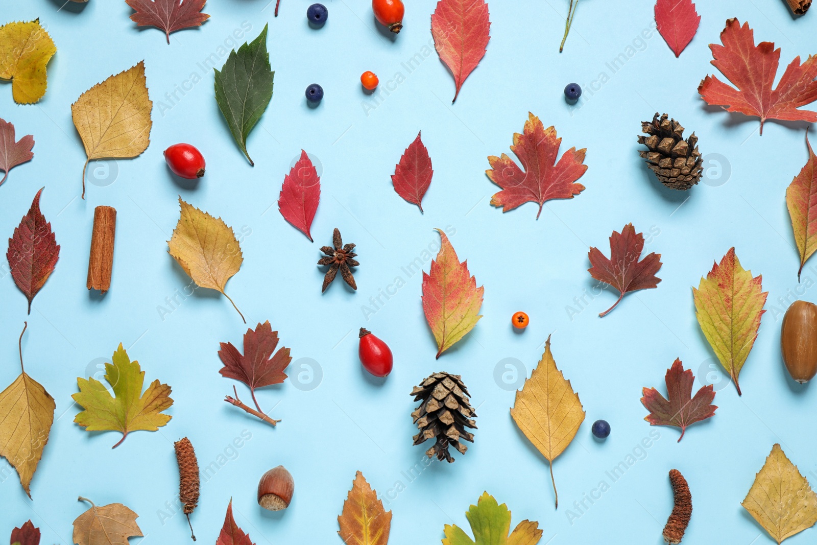 Photo of Beautiful composition with autumn leaves on light blue background, flat lay