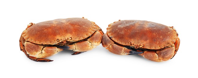 Photo of Two delicious boiled crabs isolated on white