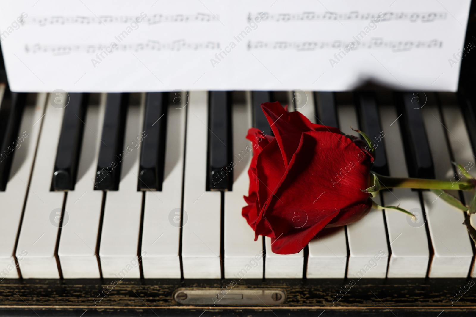 Photo of Beautiful red rose and musical notes on piano, closeup