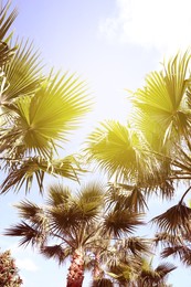 Image of Beautiful view of palm trees outdoors on sunny summer day. Stylized color toning