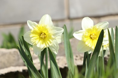 Photo of Beautiful daffodils growing in garden on sunny day, closeup