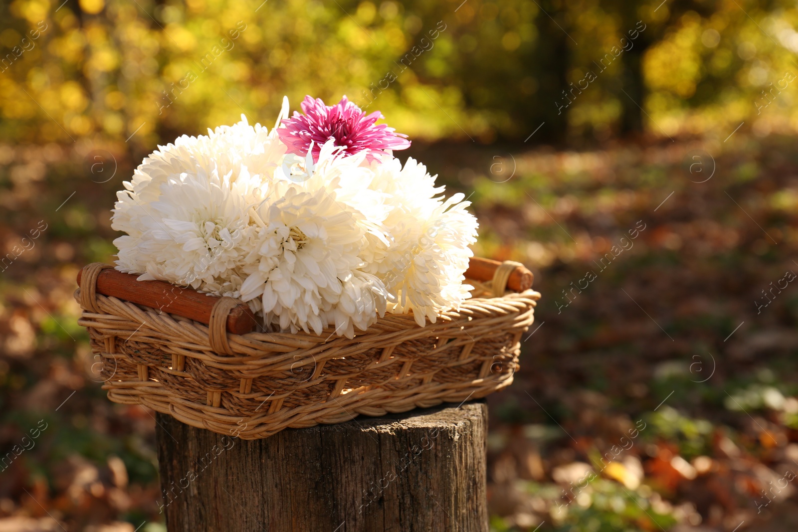 Photo of Wicker basket with beautiful flowers in park on sunny day. Space for text