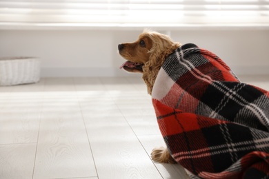 Photo of Cute English cocker spaniel dog with plaid on floor. Space for text