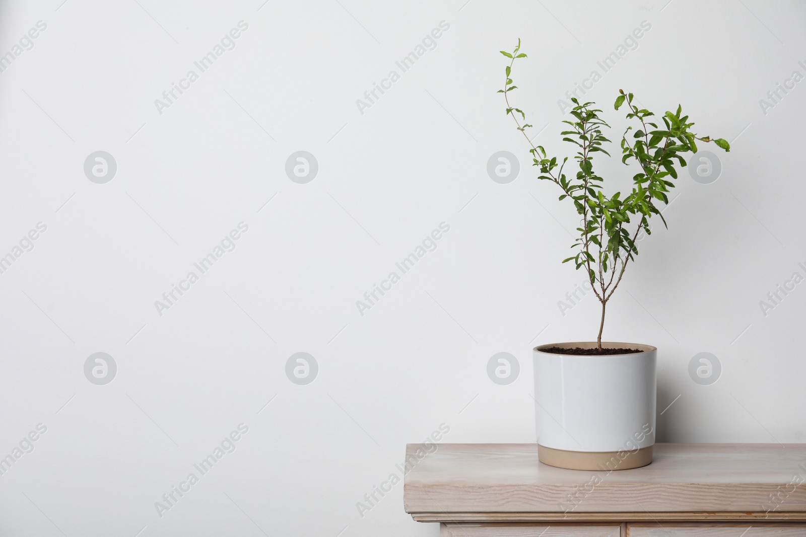 Photo of Pomegranate plant with green leaves in pot on wooden table near white wall, space for text