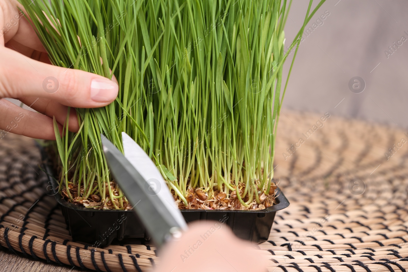 Photo of Woman cutting sprouted wheat grass with scissors at table, closeup. Space for text