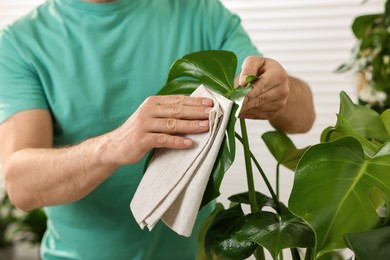 Photo of Man wiping leaves of beautiful potted houseplants with cloth indoors, closeup