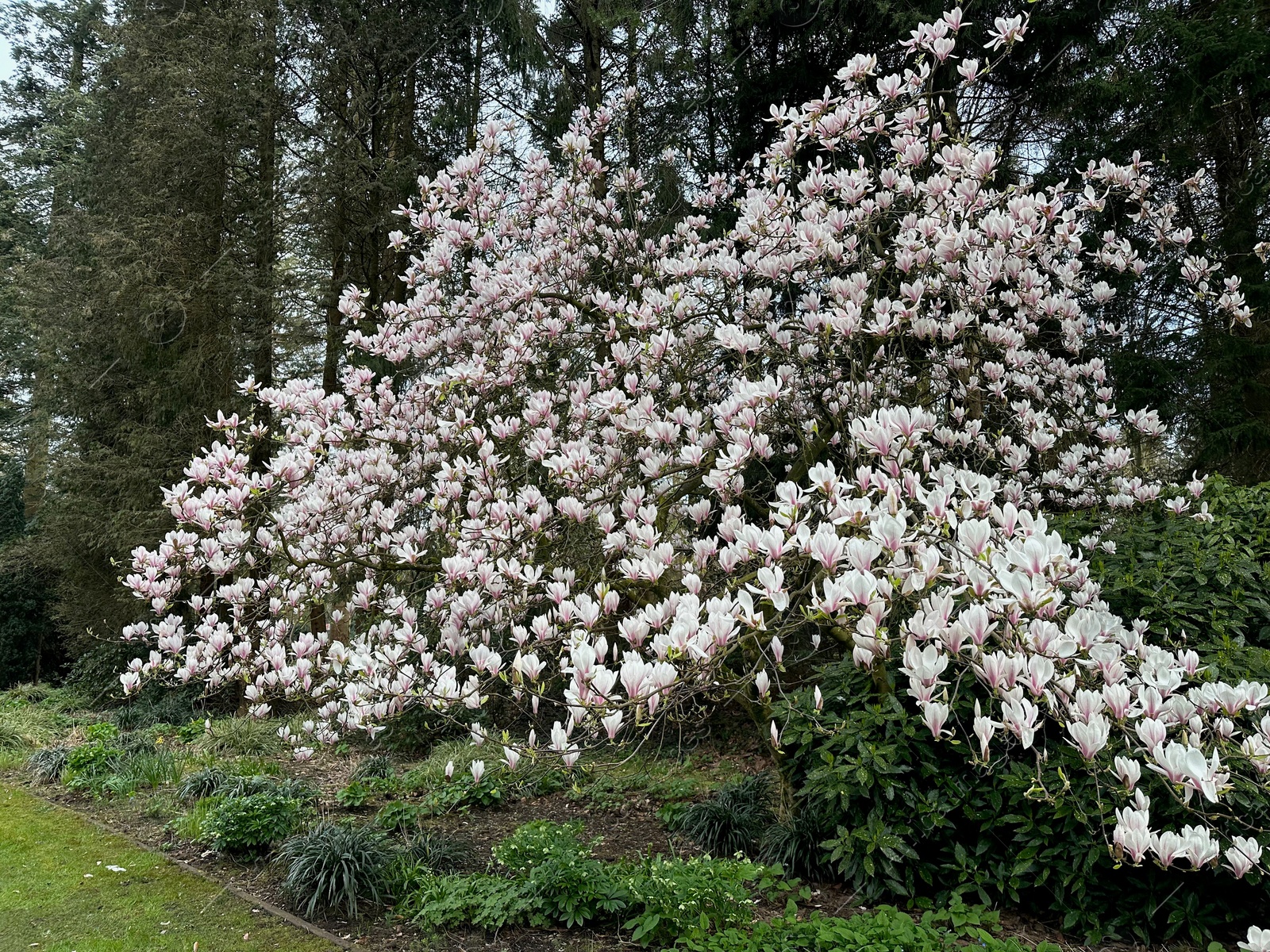 Photo of Beautiful magnolia shrub with white flowers growing outdoors