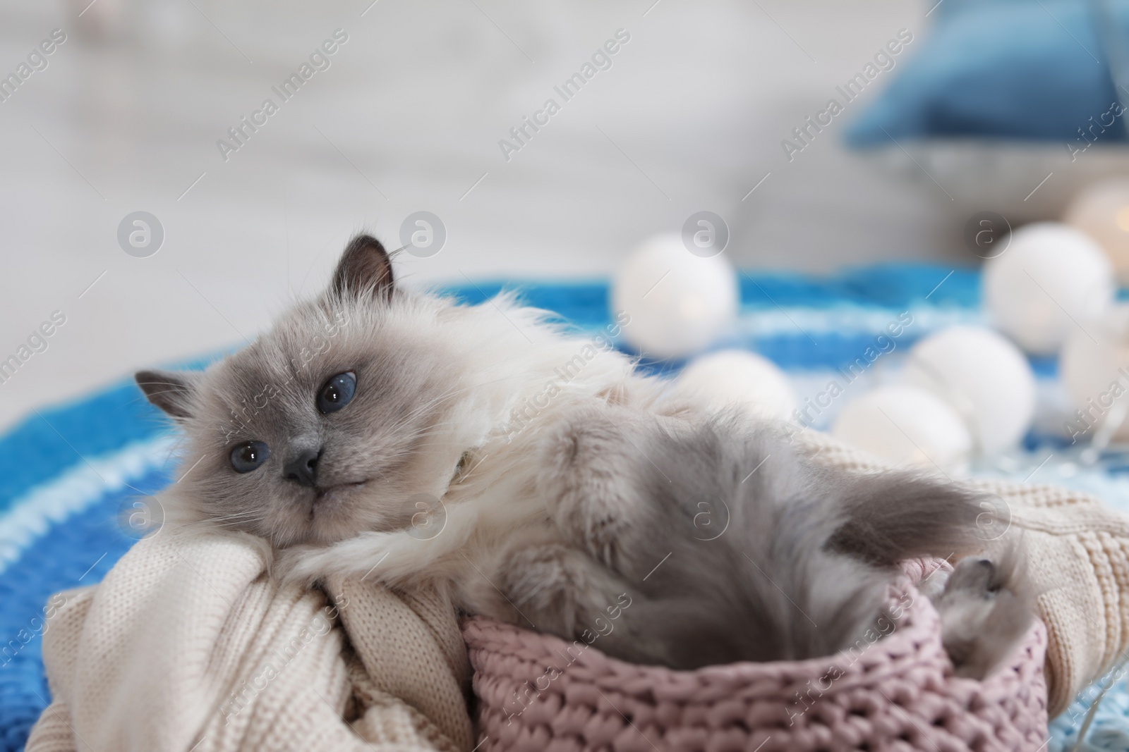 Photo of Cute cat with knitted blanket in basket at home. Warm and cozy winter