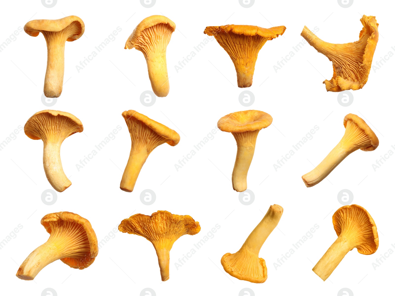 Image of Set of fresh chanterelle mushrooms on white background