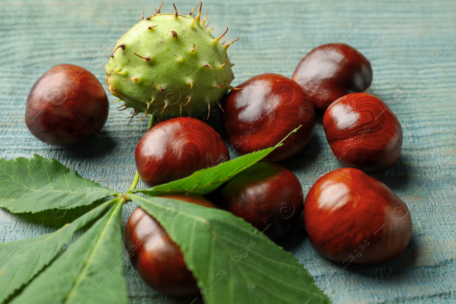 Photo of Many horse chestnuts and leaf on blue wooden table, closeup