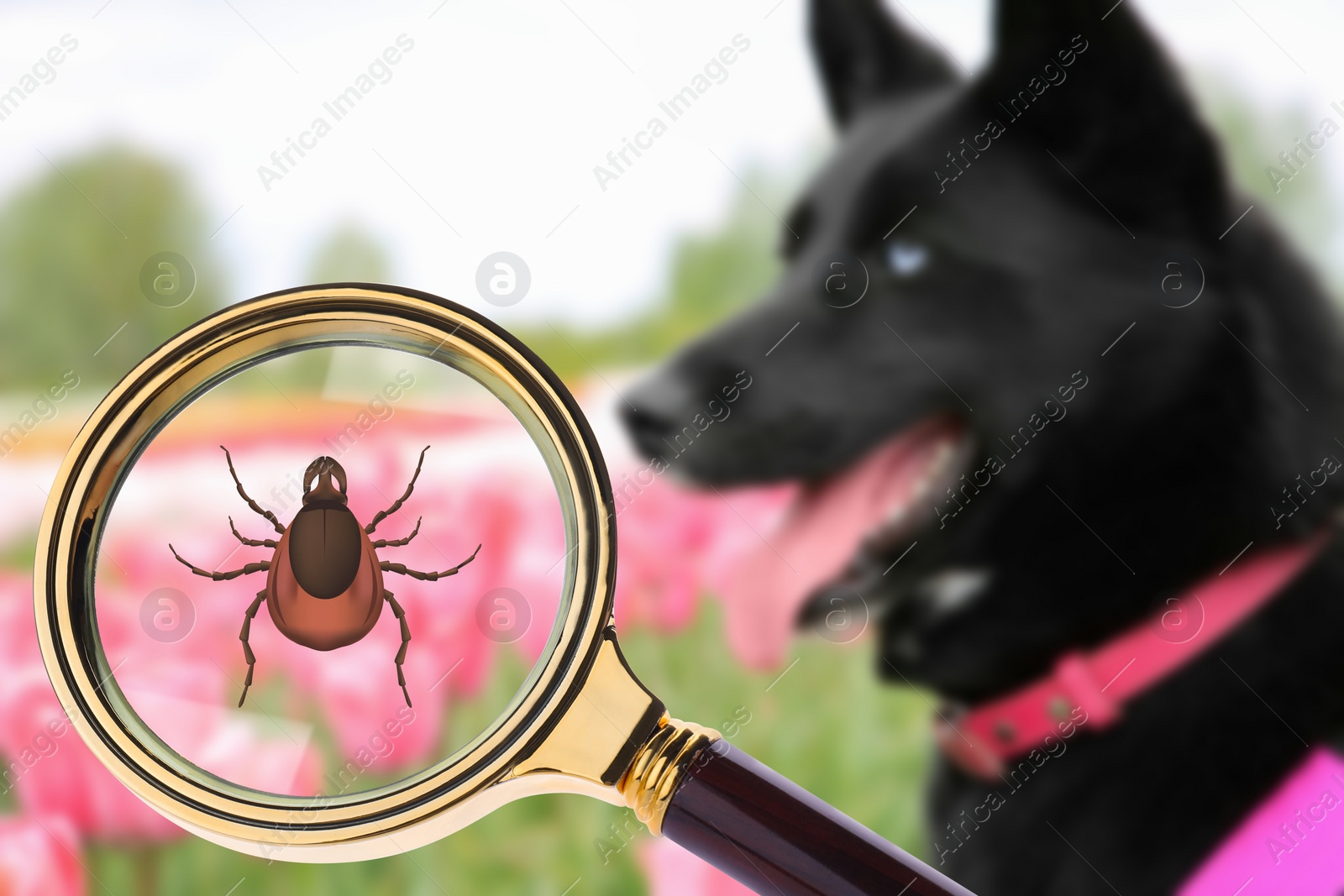 Image of Black dog outdoors and illustration of magnifying glass with tick, selective focus