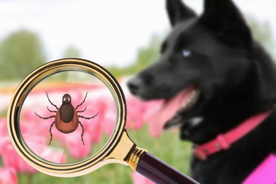 Black dog outdoors and illustration of magnifying glass with tick, selective focus