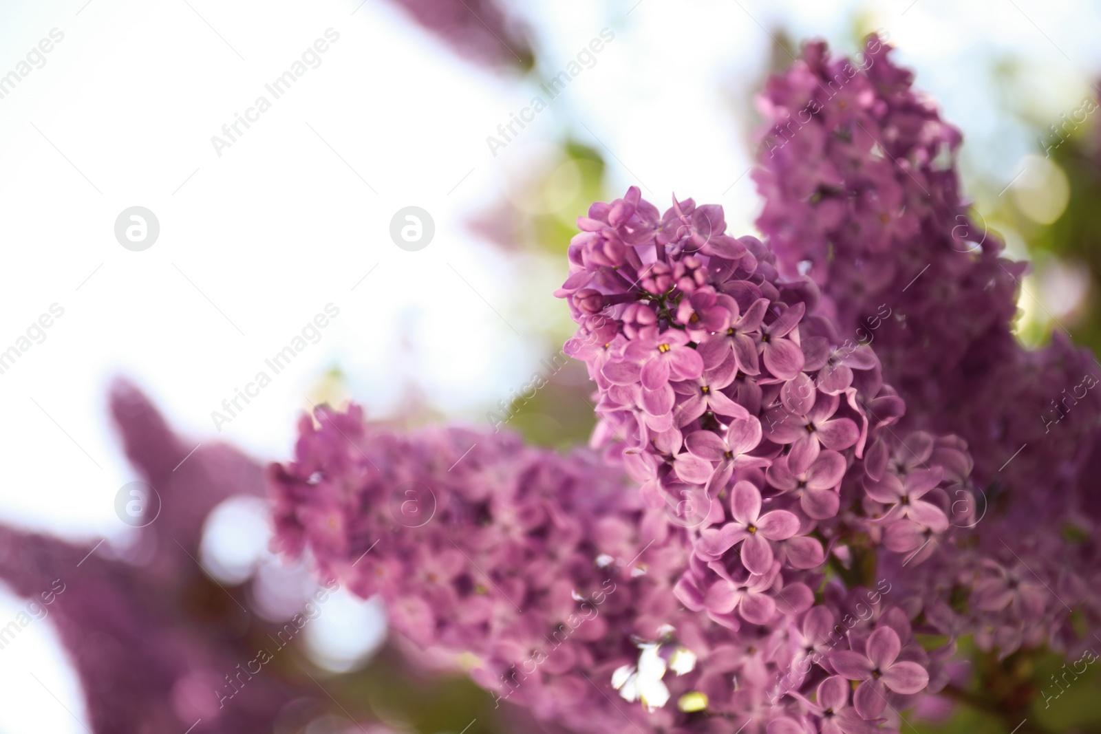 Photo of Closeup view of beautiful blossoming lilac shrub outdoors