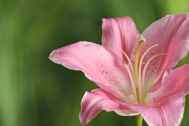 Photo of Beautiful pink lily flower on blurred green background, closeup