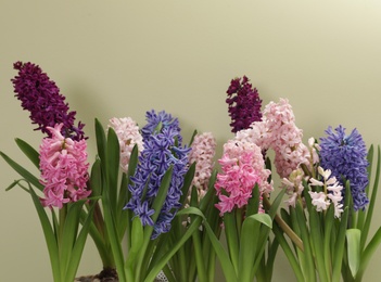 Photo of Beautiful spring hyacinth flowers on color background